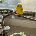 Bird Collar Adjustable Small Pet Bird Necklace with Bell Safe Comfortable Training Harness for Comfortable Bird Harness. 