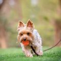 Squeaky Dog Toys -Cute Funny ge Latex Dog Balls for Small Puppy and Medium Pets Dogs (6 Pack). 