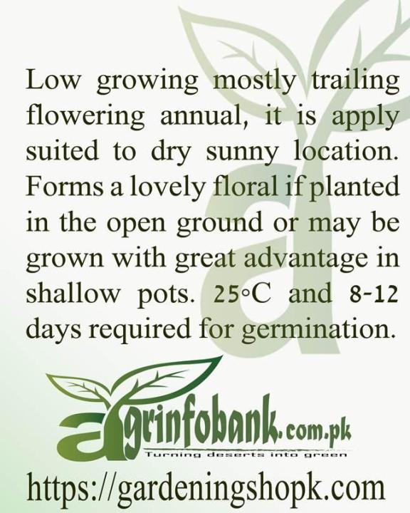 Portulaca%20Full%20Double%20Mixed%20-%20Image%203