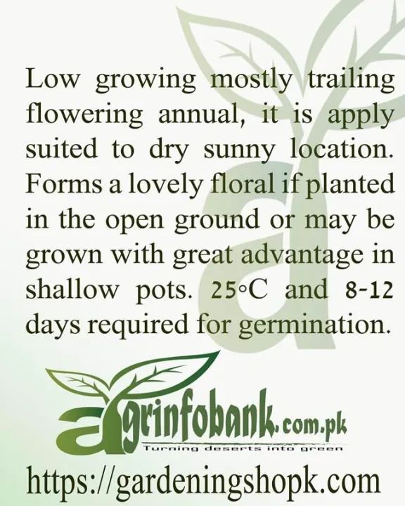 Portulaca%20Full%20Double%20Mixed%20-%20Image%203