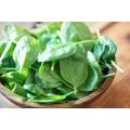 300+ Spinach / Palak Vegetable Seeds - High Germination Rate. 
