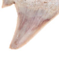 Megalodon Tooth Fossil Shark Teeth Marine Biology Science Teaching Specimen. 