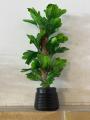 Breezy Tall Fiddle Leaf Fig Tree in Pot - Decorative Indoor Plant. 