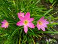 Pink Rain Lilly Zephyranthes Grandiflora Lycoris Candida Votaniki snowdrops LUCKY Pink Rain Lily Bulbs, Perennial Lily Flowering Bulbs,Bloom Multiple Times Rain Lily BY GREEN GOLD. 