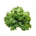 Curly Kale Green Seeds for Kitchen Gardening - Leafy Green Kale. 