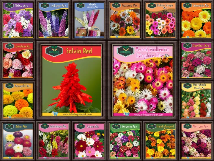 20%20Pack%20Winter%20Flower%20seeds%20for%20Garden%20-%20Image%202