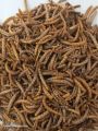 Dry Mealworms (Protein Bites Turmeric Coated For Your Birds). 