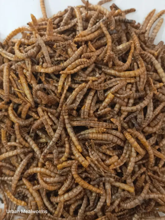 Dry%20Mealworms%20(Protein%20Bites%20Turmeric%20Coated%20For%20Your%20Birds)%20-%20Image%203