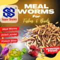 Bsf (Dried Larvae) 50 Grams Meal Worms - Protein Bites - black soldier fly larvae - For All Kind of Birds & Fishes. 