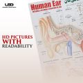 Human Ear Wall chart for Class rooms Decoration | HD Picture Presentation on 200 gram Laminated card 23*36 inches. 