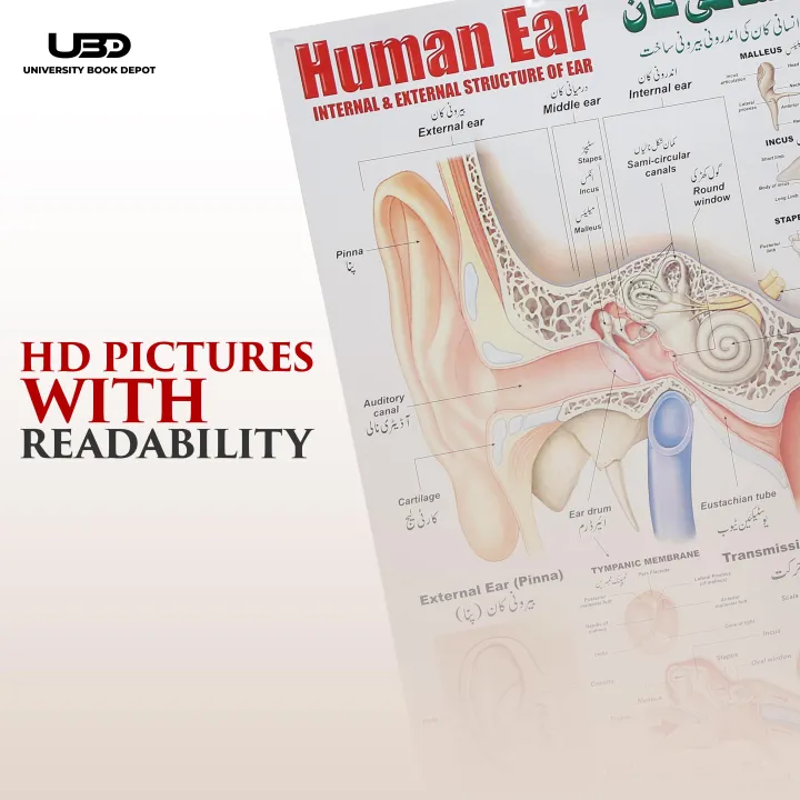 Human%20Ear%20Wall%20chart%20for%20Class%20rooms%20Decoration%20%7C%20HD%20Picture%20Presentation%20on%20200%20gram%20Laminated%20card%2023*36%20inches%20-%20Image%206