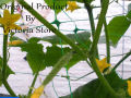 Climbing Plants Supporting Net - 8 Feet High 200 Feet Long Nylon Trellis and Crop Net for Climbing Plants. 