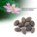 Lotus Flower Seeds -Pack of 5 - Original Seeds for Home Ponds,  Containers. 