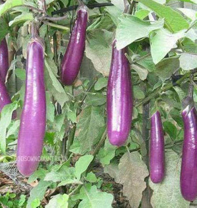 Brinjal%20Long%20Purple%20Seeds%20F1%20Hybrid%20Seeds%20-%20Image%203