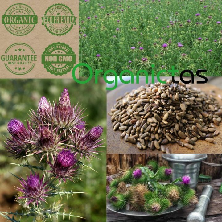 MILK%20THISTLE%20SEEDS%20-%20Organic%20for%20Tea%20Silybum%20Marianum%20Natural%20Detox%20100g%20-%20Image%204