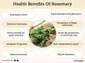 ROSEMARY LEAVES WHOLE|100GRAM. 