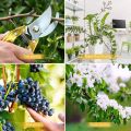 Fruit Tree Thick Branch Pruning Shears Portable Bird-Mouth Flower and Garden Shears Clippers Gardening Secateurs Scissor, Professional Sharp Secateurs Tree Trimmers with Spring-Loaded Comfort Handles. 