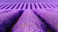 Lavender Seeds ( Herbs Seeds). 