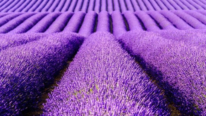 30+%20Lavender%20Seeds%20(%20Herbs%20Seeds)%20-%20Image%203