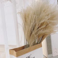 Small Reed Dried Pace Grass Dried Flower Bouquet Window Decorative Ornament Reed Flower Whisk Flower Wholesale Dried Flower Foreign Trade. 