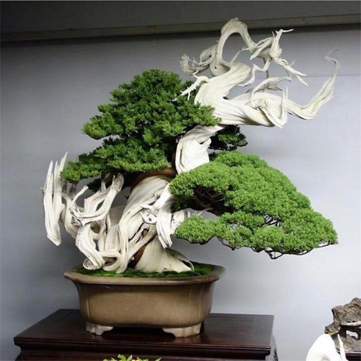 Rare Bonsai Juniper Tree Seeds