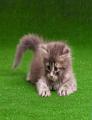 Synthetic Grass Mat For Pets Cage - Green. 
