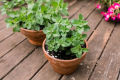 Oregano Herb Seeds Home Kitchen Gardening Seeds. 
