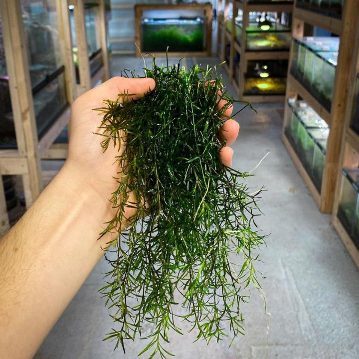 Guppy Grass (Egeria najas)/aquarium plants/aquarium decoration