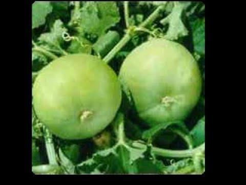 Giyaa%20Kaddu%20Seed%20-%20Image%202