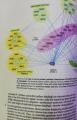 Molecular Biology of the Cell Sixth Edition by Bruce Alberts (Author), Alexander  , Julian Lewis  (Author), David Morgan (Author), Martin Raff  (Author), Keith Roberts  (Author), Peter Walter. 