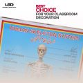 Human Skeleton System Wall Chart | HD Picture Presentation on 200 grams Laminated Card 23*36 inches. 