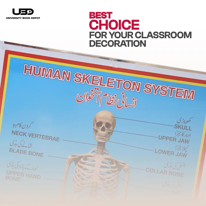 Human%20Skeleton%20System%20Wall%20Chart%20%7C%20HD%20Picture%20Presentation%20on%20200%20grams%20Laminated%20Card%2023*36%20inches%20-%20Image%204