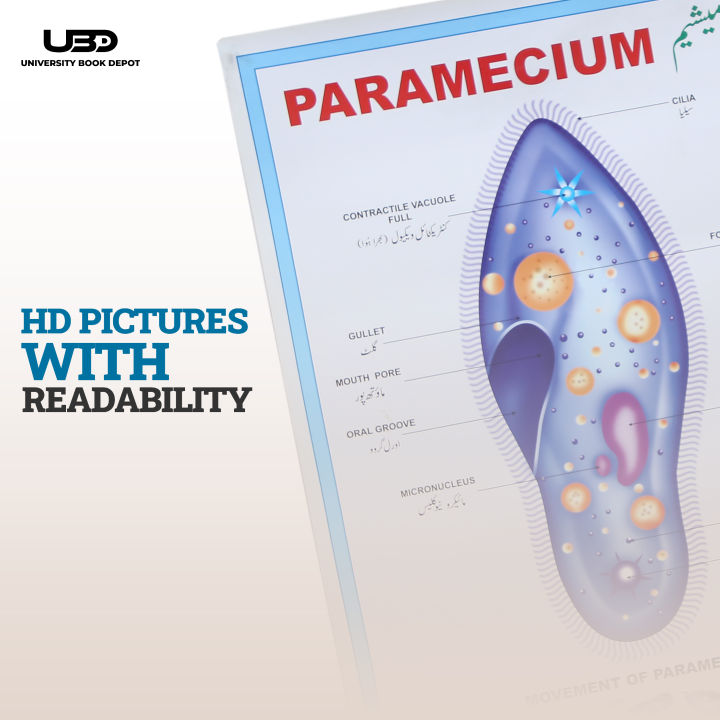 Paramecium%20Wall%20Poster%20%7C%20Wall%20Chart%20For%20Science%20Labs%20Decoration%20%7C%20Paramecium%20Structure%20Presentation%20on%20200%20grams%20Laminated%20Card%2020*30%20inches%20-%20Image%206