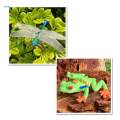Life Cycle Figurines Toy Dragonfly Figures Red Eyed Tree Frog Figures for Desktop Decoration. 