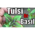 Niazbo, Tulsi, Mushkberi, Basil  Seeds. 