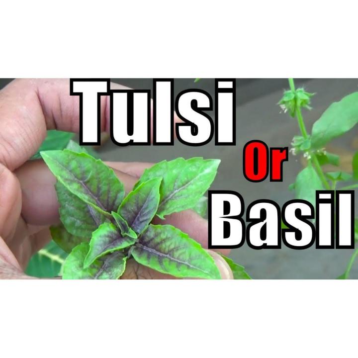 Niazbo, Tulsi, Mushkberi, Basil  Seeds