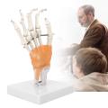 Human Wrist Joint Model | Hand Joint with Ligaments |  Anatomy Teaching Model. 