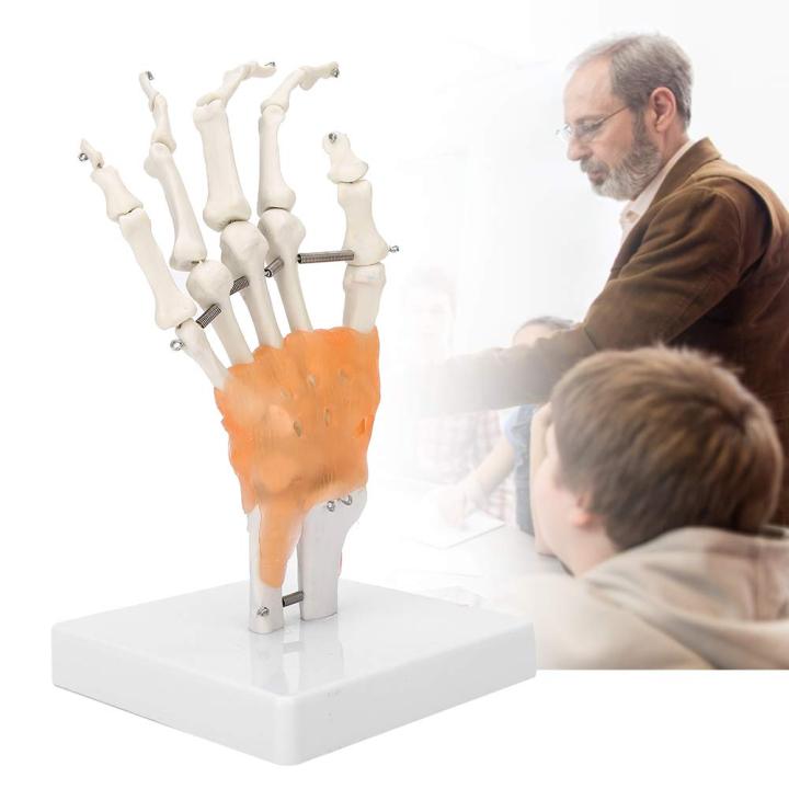 Human%20Wrist%20Joint%20Model%20%7C%20Hand%20Joint%20with%20Ligaments%20%7C%20%20Anatomy%20Teaching%20Model%20-%20Image%205