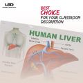 Human Liver Wall Chart | Wall Poster for Science Labs and Healthcare Clinics | HD pictures Printed on 200 grams Laminated Card 23*36. 