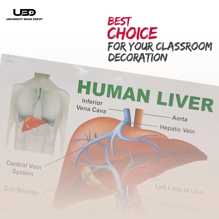 Human%20Liver%20Wall%20Chart%20%7C%20Wall%20Poster%20for%20Science%20Labs%20and%20Healthcare%20Clinics%20%7C%20HD%20pictures%20Printed%20on%20200%20grams%20Laminated%20Card%2023*36%20-%20Image%204