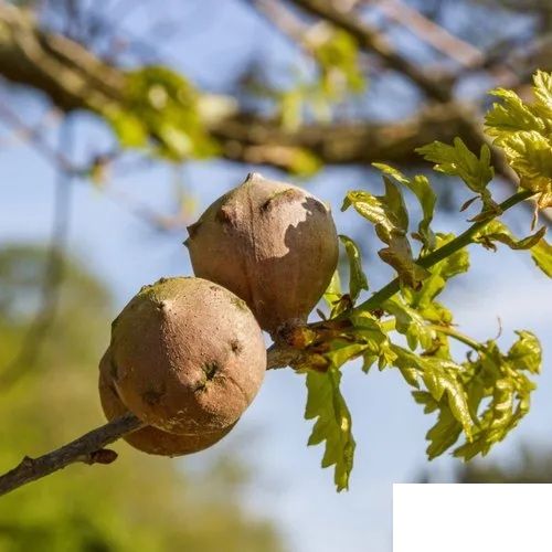 MAZOO%20PHAL%7CWHOLE%7CALEPPO%20OAK%7C50:GRAM%20-%20Image%204