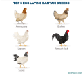 Poultry Feed No 13 (1 KG). 