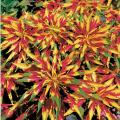 50+ Summer Spring Season Mix Varieties Flower Seeds. 
