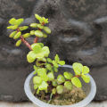 Elephant Bush Jade Live Plant - Drought Tolerant Succulent for Garden & Home Decor. 