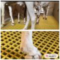 Pets  Floor Mat, Floor Grating, Strong Plastic Mat, 1*1 sqft Attachable panel, Dogs, Cats (Pack of 10). 