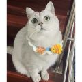 Hand-Knitted Faux Woolen Pet Color Small Flower Crochet Collar Bib Scarf British Short Shiba Inu Dog Cat Accessories. 