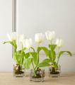 Rare Tulip Seeds- White. 