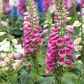 50+Seeds  - Digitalis Foxglove Foxy Mix Color Seeds - Home Kitchen Gardening Flower Seeds. 