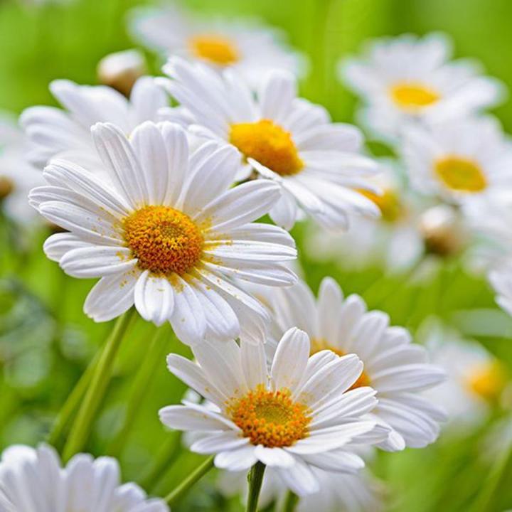 Chamomile%20/%20Matricaria%20recutita%20Flower%20Seeds%20-%20Used%20in%20Herb%20/%20Herbal%20Tea%20-%20Image%202