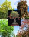 100+ Fresh Tree Seeds Easy Growing Different Bonsai Plant Flower. 